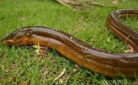 [每日农经]养黄鳝找水葫芦、泥鳅来帮忙不愁卖