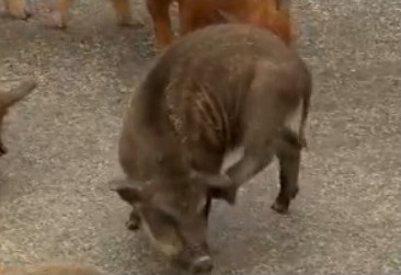 [每日农经]杂交山猪长得慢有效益