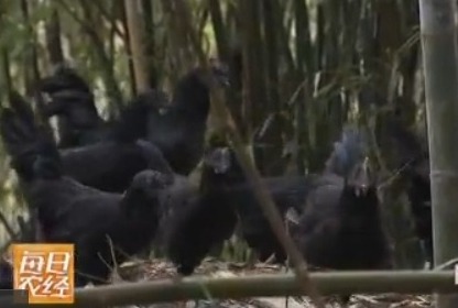 [每日农经]竹林养殖乌骨鸡卖的就是特色