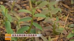 [科技苑]王海军在东北种植石斛引发的意外