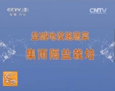 [农广天地]盐碱地设施蔬菜集雨隔盐栽培视频