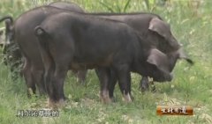 [生财有道]徐萍萍养殖草原黑猪 智勇闯财路