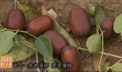 [每日农经]个大核小 陕北油枣卖的俏