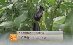 [农广天地]从农田到餐桌--走进织金 竹荪和大棚蔬菜的生产