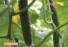 大棚种植反季节绿色蔬菜 卖出好价钱