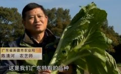 [每日农经]没头没脑的横石水芥菜 种植效益及消费市场分析(201501