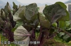 [每日农经]富硒的“金殿玉菜”红菜苔受欢迎