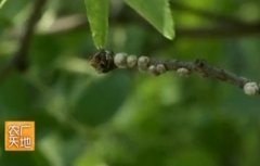 [农广天地]龟蜡蚧对果树的危害及综合防治