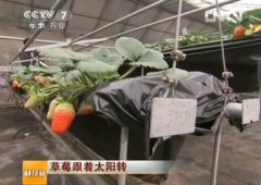 [科技苑]大棚草莓科学种植技术视频