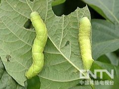 变害为宝：人工养殖豆青虫赚钱让你想不到