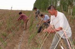 [农广天地]细长毛山药栽培技术视频