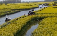 [每日农经]水上花开 油菜花招蜂引人追