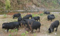 [每日农经]满山跑的江口萝卜猪价格高