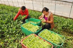 亩收入万元以上特色蔬菜种植项目菜心一年收三茬