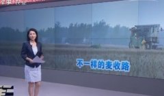 [聚焦三农]麦收窘途 不一样的麦收路