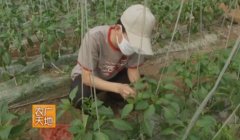 [农广天地]辣椒杂交制种技术视频