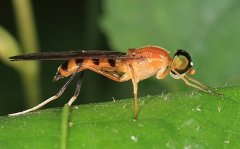 [每日农经]昆虫菜单:美味的水虻养殖效益高