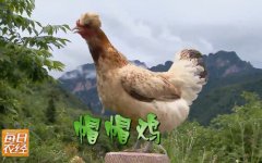 [每日农经]秘境商机:寻找大山深处的帽帽鸡