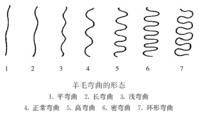 细毛羊养殖技术大全，常见问题解答