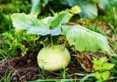 特菜种植系列：苤蓝春露地栽培技术