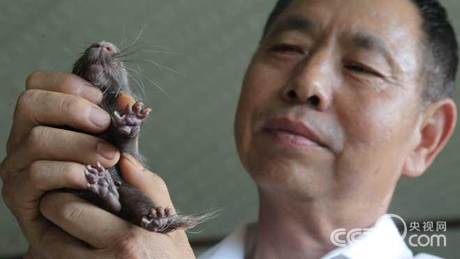 高学荣：养殖豪猪有绝招 豪猪从此不凶猛