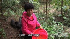 [致富经]黄秀红:黑山猪逃上山之后20151223