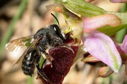 农村致富好项目：＂石斛+胡蜂＂ 立体种养有“钱”途