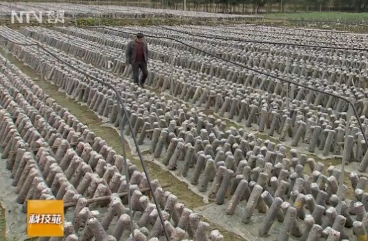 [科技苑]浙江杭州王建功袋料种植桑黄:菜刀疯砍后 桑黄出来了