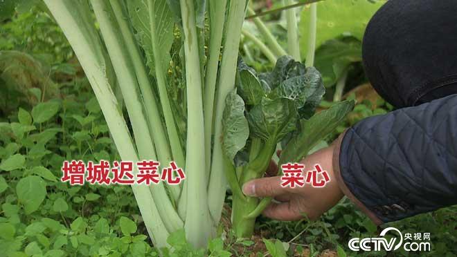 [致富经]广州增城张文彬卖迟菜心,菜树变成“摇钱树”