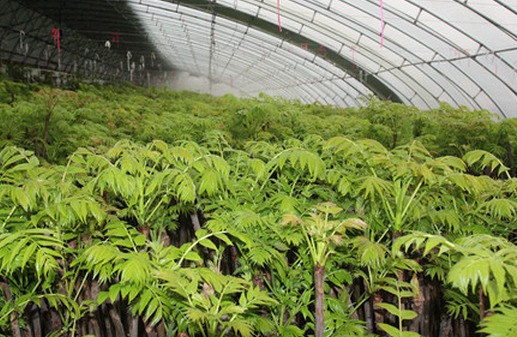 [农广天地]香椿种植技术视频