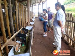 荥经县郭兵:养殖大耳山羊 走上致富路