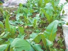 果树蔬菜如何应对高温暴雨和冰雹天气