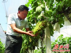 邵永燊:15元白手起家种植无公害葡萄的掘金之路