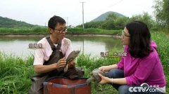 [致富经]何海荣：猪痴养猪 甲鱼套养青鲤鱼不走寻常路