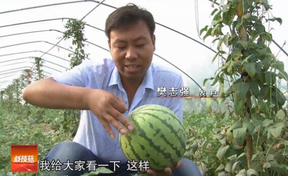 [科技苑]夏县西瓜一弹就破、甜瓜雄花变雌花、木耳只在雨天采