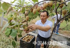 黄祖伍回乡创业种植猕猴桃走上致富路