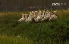 [每日农经]稻鸭共生 鸭子来帮忙大米身价涨