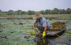  一亩芡实的效益过万元 鸡头米成水里赚钱好宝贝