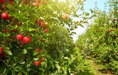 苹果园不适宜种植的药材、蔬菜农作物