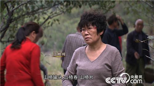 [致富经]河南新乡王桂玲种山楂年卖5000万 创业就靠八个字