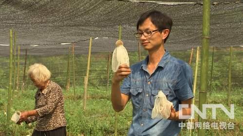 竹荪种植亩赚万元 江西会昌高云富靠大棚竹荪年销500万