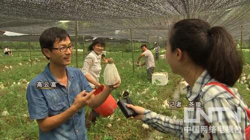 竹荪种植亩赚万元 江西会昌高云富靠大棚竹荪年销500万