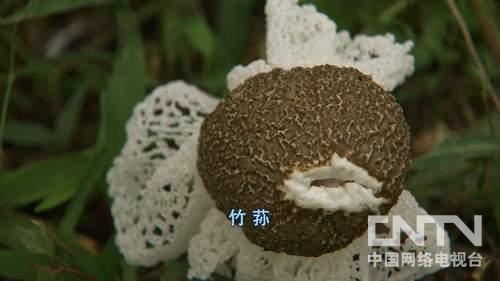 竹荪种植亩赚万元 江西会昌高云富靠大棚竹荪年销500万