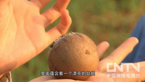 竹荪种植亩赚万元 江西会昌高云富靠大棚竹荪年销500万