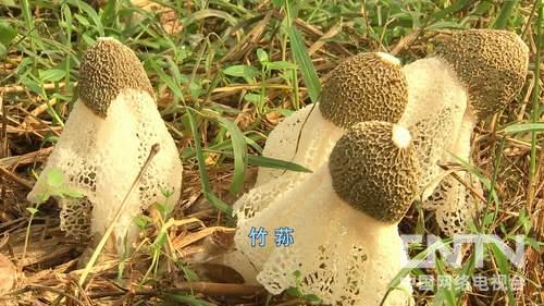 竹荪种植亩赚万元 江西会昌高云富靠大棚竹荪年销500万