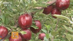 [农广天地]山西太谷县壶瓶枣种植和土鸡养殖探秘