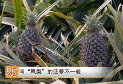 [每日农经]青蜜凤梨种植效益高 叫“凤梨“的菠萝不一般