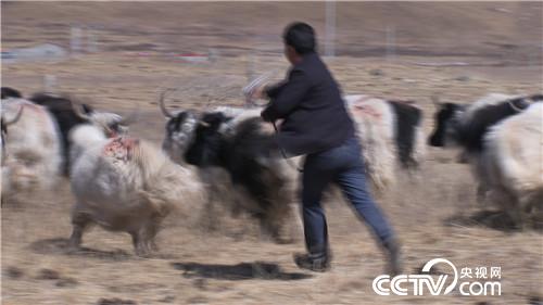 [致富经]穷小子胡玉龙养殖蕨麻猪的财富逆袭