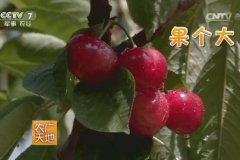 大樱桃晓文一号栽培技术