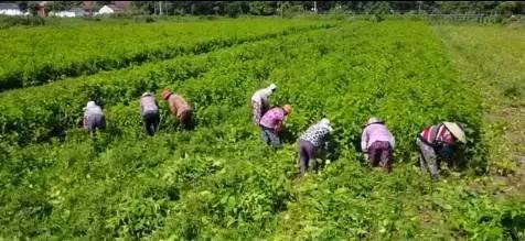 [科技苑]桑树大变身 桑叶饲料用途多